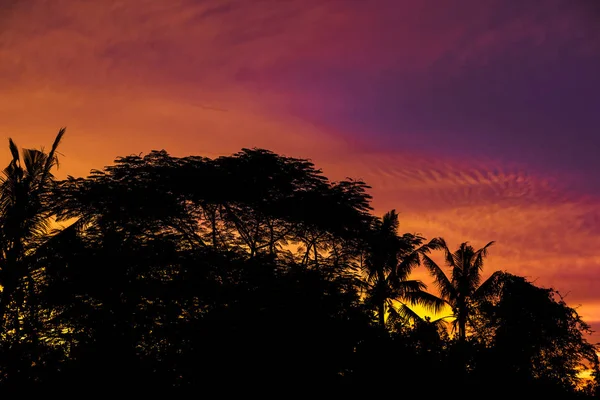 Rain forest tree silhouette with beautiful sunset golden hours sky background high resolution image