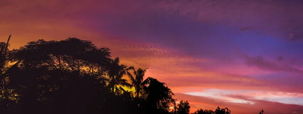 Güzel Ağaç Siluet Günbatımı Altın Gökyüzü Panorama Arka Plan Yüksek — Stok fotoğraf