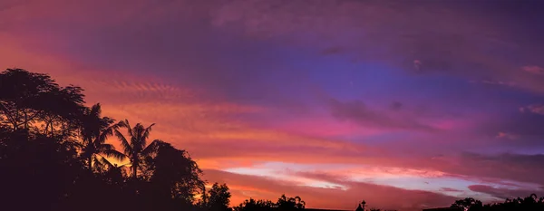 Закат Золотой Небо Панорамный Фон Изображением Дерева Силуэт Высокого Разрешения — стоковое фото