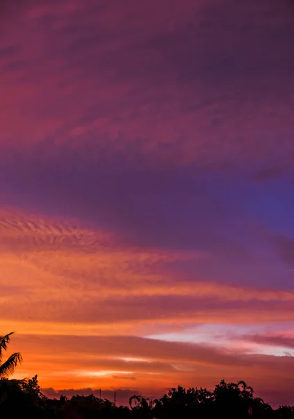 Tree Siluett Med Sunset Twilight Golden Sky Hög Upplösning Bakgrundsbild — Stockfoto