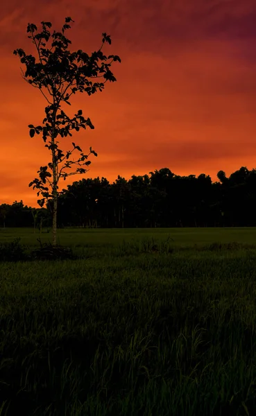 Única Silhueta Árvore Campo Arroz Com Fundo Céu Ocaso Horas — Fotografia de Stock