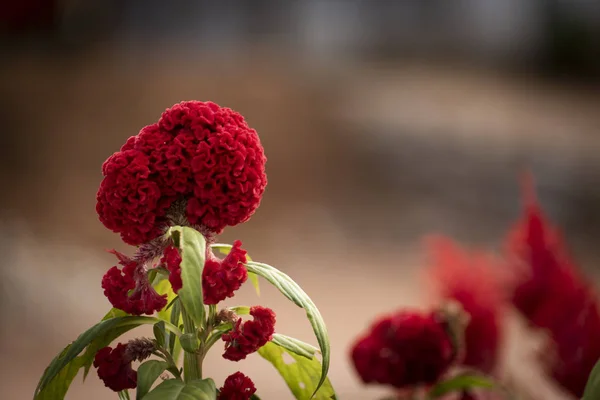 Bulanıklık bokeh arka plan ile güzel kırmızı çiçek yakın görünümü