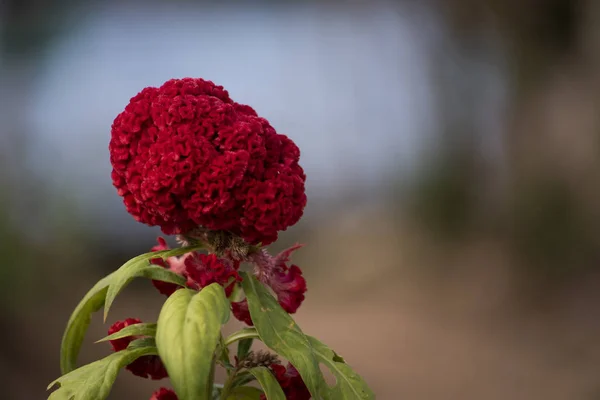 Fleur Rouge Vue Rapprochée Avec Fond Flou — Photo