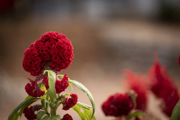 ぼかしの背景に咲く赤い花 ロイヤリティフリーのストック写真