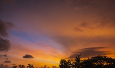 Altın saat günbatımı gökyüzü ile ağaç siluet yüksek çözünürlüklü görüntü