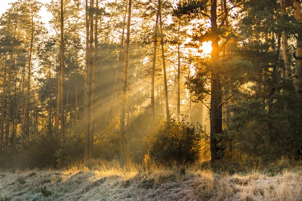 Solstråler Høsten Frossent Landskap Skog – stockfoto