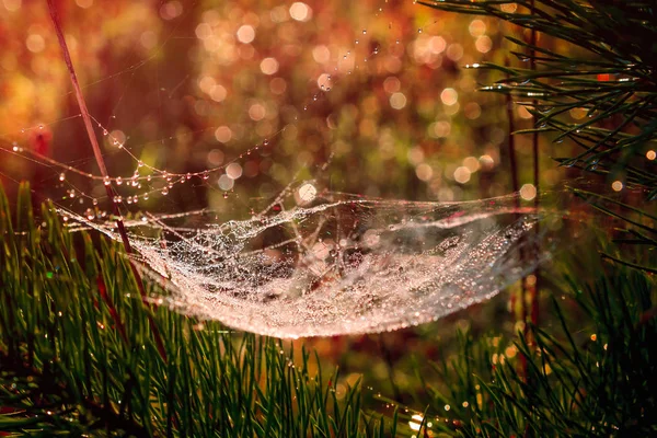 Homályos Arany Spider Web Víz Csepp Őszi Reggel Háttérben Fény — Stock Fotó