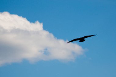 bir bulut ile mavi gökyüzü arka plan üzerinde bulanık Kara Karga