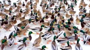 ördekler kış günü sırasında yiyecek bulmak büyük bir sürü