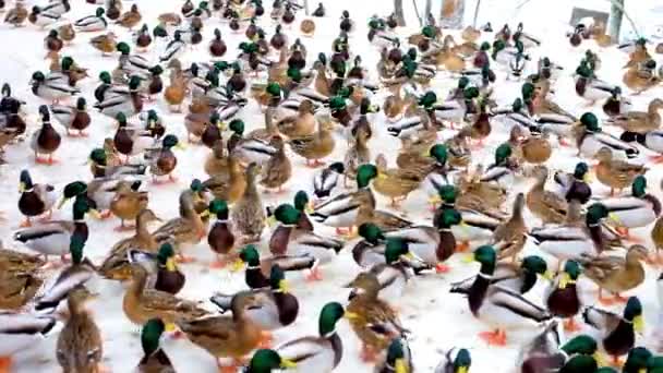 Enorme Bando Patos Busca Comida Durante Dia Inverno — Vídeo de Stock