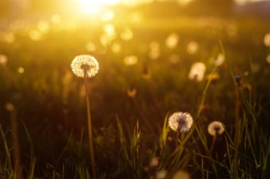 Dandelions doğa arka plan olarak batan güneşin altın ışınları içinde