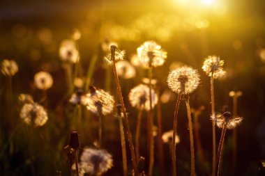 Dandelions doğa arka plan olarak batan güneşin altın ışınları içinde