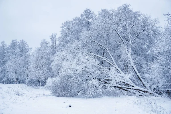 Χειμωνιάτικο Τοπίο Δέντρα Καλυμμένα Χιόνι Τον Παγετό Ιστορία Χειμερινών Νεράιδων — Φωτογραφία Αρχείου
