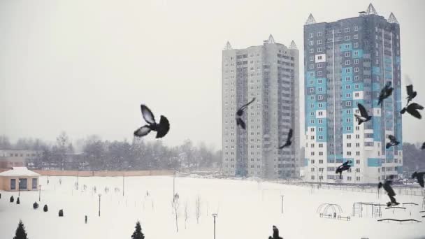 在多层建筑和飞行的鸟群的背景下 居民区下了大雪 — 图库视频影像