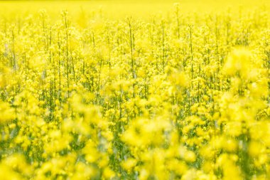 Kolza tohumu portre üzerinde güzel bahar altın çiçek alan arka plan bulanık, Latin Brassica napus kırsal yol ve güzel bulut, kolza tohumu ile kanola kolza bitki yeşil sanayî için 