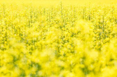Kolza tohumu portre üzerinde güzel bahar altın çiçek alan arka plan bulanık, Latin Brassica napus kırsal yol ve güzel bulut, kolza tohumu ile kanola kolza bitki yeşil sanayî için 