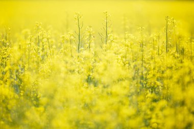 Kolza tohumu portre üzerinde güzel bahar altın çiçek alan arka plan bulanık, Latin Brassica napus kırsal yol ve güzel bulut, kolza tohumu ile kanola kolza bitki yeşil sanayî için 