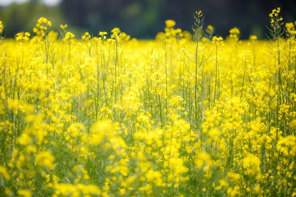 Field Beautiful Springtime Golden Flower Rapeseed Closeup Blurred Background Canola — Stock Photo, Image