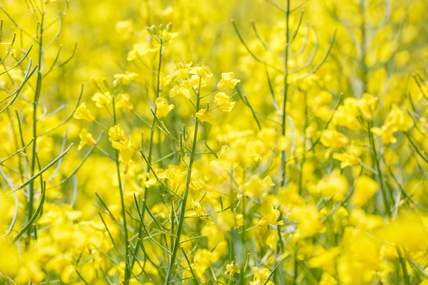 Field of beautiful springtime golden flower of rapeseed closeup on blurred background, canola colza in Latin Brassica napus with rural road and beautiful cloud,  rapeseed is plant for green industry