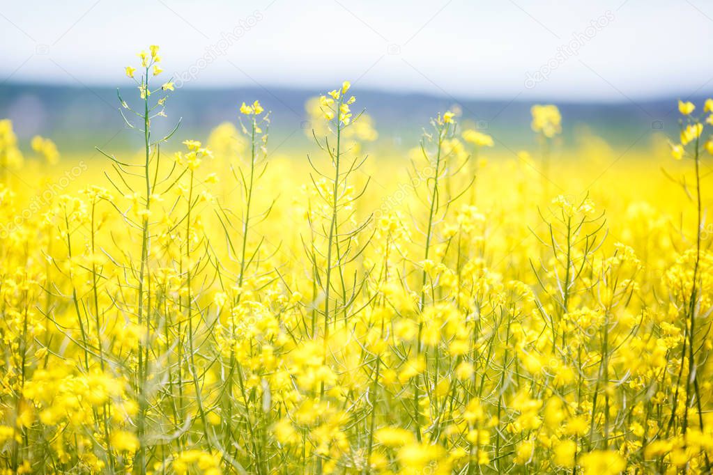 Field of beautiful springtime golden flower of rapeseed closeup on blurred background, canola colza in Latin Brassica napus with rural road and beautiful cloud,  rapeseed is plant for green industry 