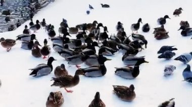 ördekler kış günü sırasında yiyecek bulmak büyük bir sürü