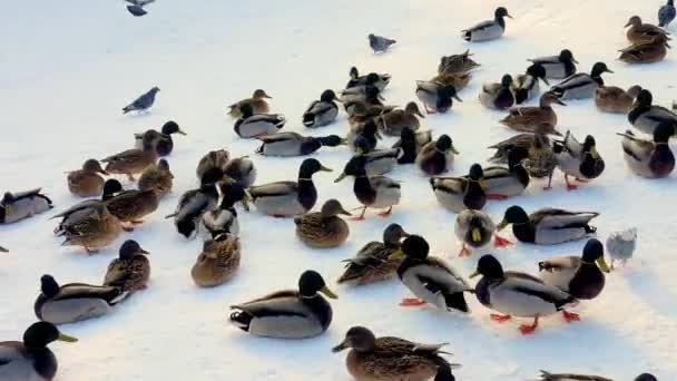 Enorme Bando Patos Busca Comida Durante Dia Inverno — Vídeo de Stock