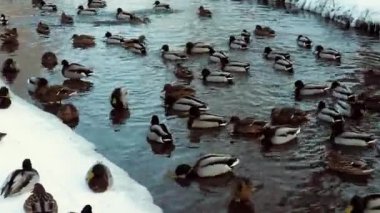 ördekler kış günü sırasında yiyecek bulmak büyük bir sürü