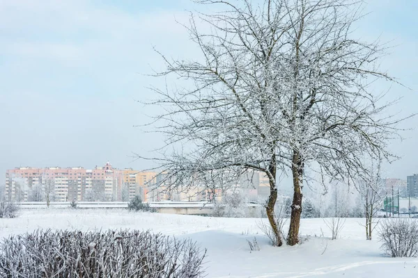在一个阳光明媚的冬日 有白霜树 城市的住宅区全景 — 图库照片