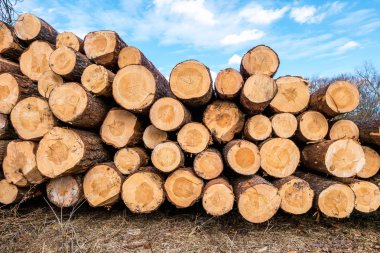 Odun kış, yakacak odun yığınları, yakacak odun yığını için. Ahşap arka plan closeup Tahta işleme tesisi