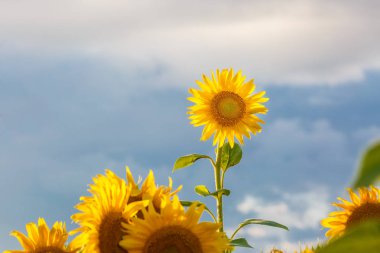 arka plan olarak ayçiçeği flutters mavi gökyüzü rüzgar yukarıya kapatmak