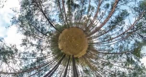 宇宙の曲率の小さな惑星変換 都市公園およびマツ森林の風景の空に上がると完全フライバイ パノラマ — ストック動画