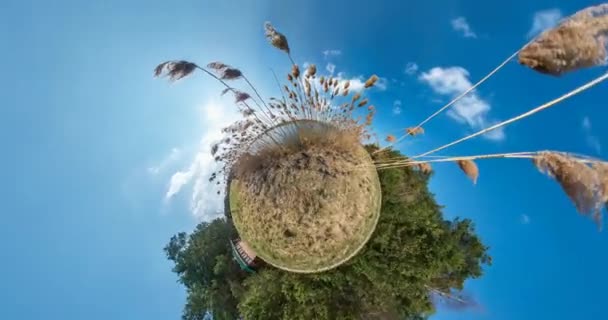 Pas de VR. Petite planète Transformation avec courbure de l'espace. panorama complet de survol avec montée dans le ciel sur des fourrés de roseaux près d'un grand lac par temps ensoleillé 