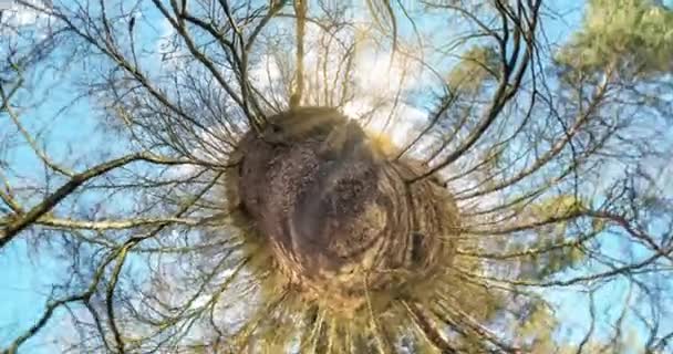 Little Planet Transformation Curvature Space Full Flyby Panorama Landscape Tree — Stock Video