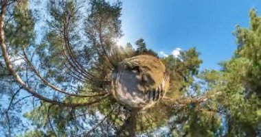 Hayır VR. küçük gezegen dönüşümü alan eğriliği ile. merdiven ile çam ormanı şehir parkında manzara gökyüzüne yükselerek tam uçuşu Panoraması