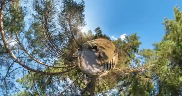 スペースの曲率を持つリトルプラネット変換 階段で松の森の都市公園の風景の空に上昇して完全なフライバイパノラマ — ストック動画