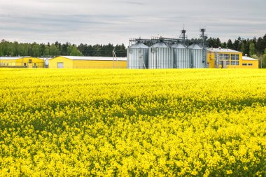 Tarımürünleri, un, tahıl ve tahılın kurutulma ve depolanması için tarımsal işleme tesisi ve gümüş silolar için Brassica napus'ta kolza çiçeği, kanola colza