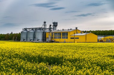 Field of flower of rapeseed, canola colza in Brassica napus on agro-processing plant for processing and silver silos for drying cleaning and storage of agricultural products, flour, cereals and grain clipart