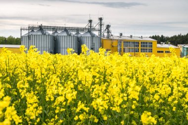Tarımürünleri, un, tahıl ve tahılın kurutulma ve depolanması için tarımsal işleme tesisi ve gümüş silolar için Brassica napus'ta kolza çiçeği, kanola colza