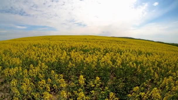 美丽的春天金花油菜籽特写在模糊的背景 油菜籽科尔扎在拉丁布拉西卡纳普斯与美丽的云 油菜籽是植物的绿色产业 — 图库视频影像