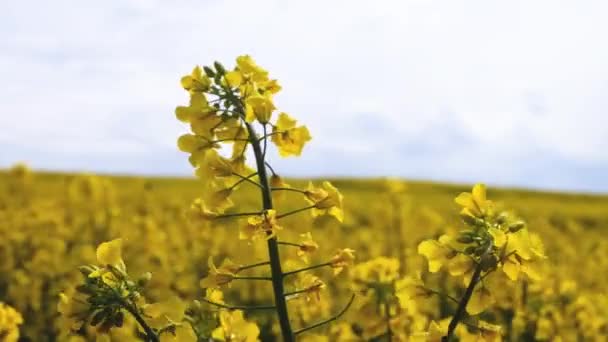 Pole Pięknej Wiosny Złoty Kwiat Rzepaku Zbliżenie Niewyraźne Tło Rzepak — Wideo stockowe