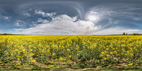full seamless spherical panorama 360 degrees angle view in n a field rapseed canola colza in equirectangular projection in sunny day. ready for AR VR content