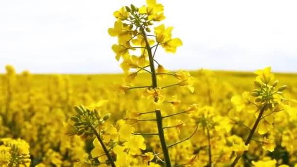 Campo Bellissimo Fiore Oro Primaverile Colza Primo Piano Sfondo Sfocato — Video Stock