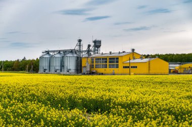 Kolza çiçeği tarlası, Brassica napus kanola colza bir
