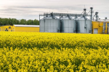 Kolza çiçeği tarlası, Brassica napus kanola colza bir