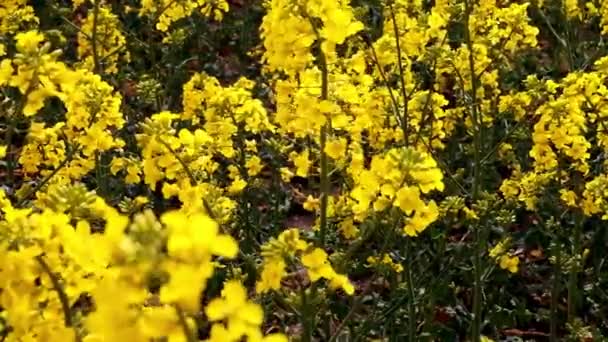 Field Beautiful Springtime Golden Flower Rapeseed Closeup Blurred Background Canola — Stock Video