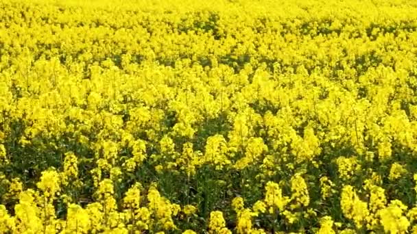 Campo Bellissimo Fiore Oro Primaverile Colza Primo Piano Sfondo Sfocato — Video Stock