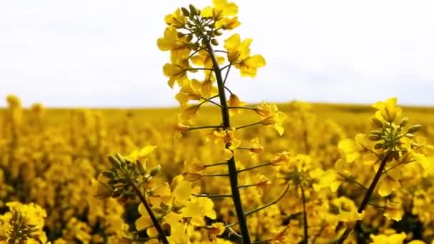 ぼやけた背景に菜種クローズアップの美しい春の黄金の花のフィールド 風の強い天候でラテンブラッシカナプスのキャノーラコルザ 菜種は緑の産業のための植物です — ストック動画