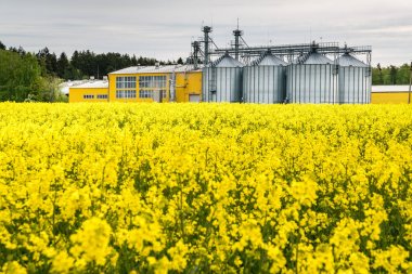 Kolza çiçeği tarlası, Brassica napus kanola colza bir