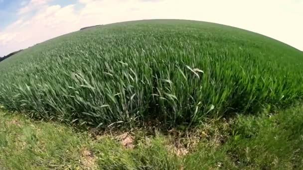 美丽的春天绿色黑麦麦特写绿色产业 小星球的广角 — 图库视频影像