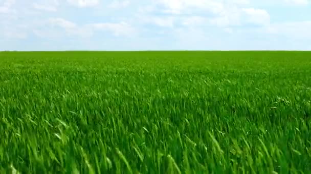 Campo Bella Primavera Segale Verde Primo Piano Grano Industria Verde — Video Stock